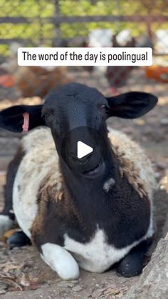 a black and white sheep laying on the ground