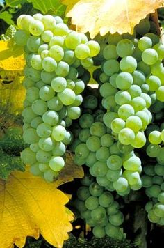 green grapes growing on the vine with yellow leaves in the foreground and behind them is an orange leaf