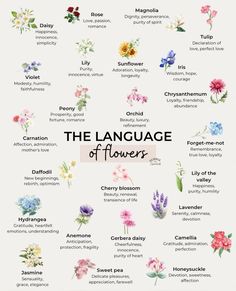 the language of flowers is shown in this graphic style, which includes different types of flowers