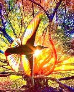 a bird flying through the air with trees in the background and sun shining down on it