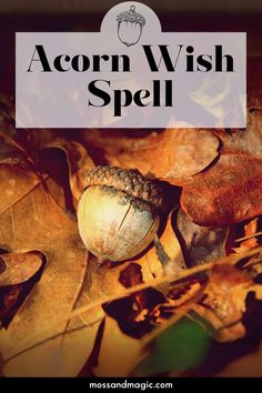 Acorn Wish Spell: A Spell Involving Acorns to Make Wishes Come True – Moss & Magic Health Magic Spell, Acorn Magic, Witchcraft Ideas, Wicca Spells, Magical Spells, Magical Stuff, Wish Spell, Witch Spells, Spelling For Kids