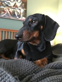 a small black and brown dog laying on top of a bed next to a painting