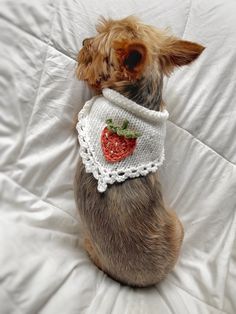 a small dog is wearing a white scarf with a strawberry on it