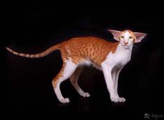 an orange and white cat standing on top of a black floor with its head turned to the side