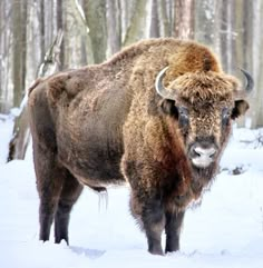 a bison standing in the snow near some trees