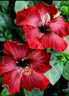 two red flowers with green leaves in the background