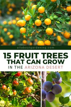 orange trees with the words 15 fruit trees that can grow in the arizona desert on them