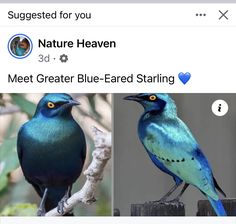 two blue birds sitting on top of a tree branch next to another bird with yellow eyes