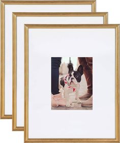 three gold frames with a small black and white dog