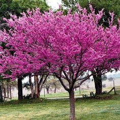 a pink flowering tree in the middle of a field