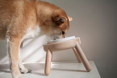 a brown dog eating out of a bowl on top of a wooden stool next to a white wall