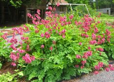 pink flowers are blooming in the garden next to green plants and gravel road area