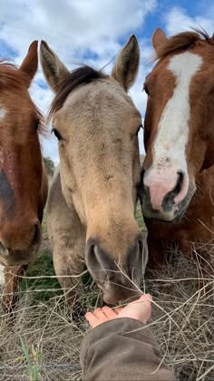 two horses standing next to each other in a field