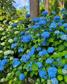 blue and white hydrangeas are growing in the grass next to a large tree