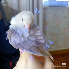 a white bird sitting on the arm of someone