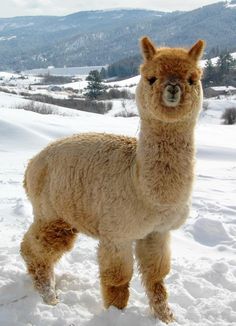 a llama standing in the snow with its eyes closed