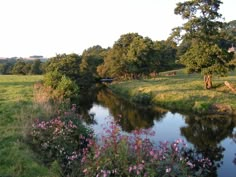 a small river running through a lush green field next to trees and flowers in the foreground