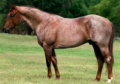 a large brown horse standing on top of a lush green field next to a forest