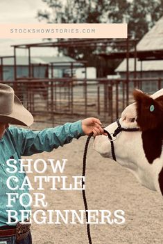 a young boy petting a cow with the words show cattle for beginners