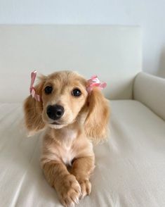 a small brown dog sitting on top of a white couch next to a pillow with pink bows