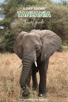 an elephant standing in the middle of a field with trees and bushes behind it that reads, 5 day safari tanzania travel guide