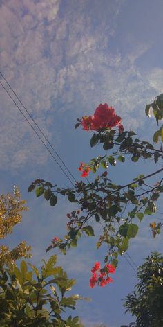 red flowers are growing on the branches of trees in front of a blue sky with wispy clouds