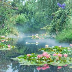 water lilies are blooming in the pond surrounded by greenery