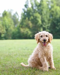 a dog sitting in the grass with its tongue out