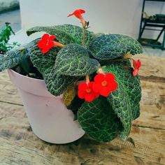 a potted plant with red flowers on a wooden table