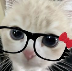 a white kitten wearing glasses with a red bow on it's head and looking at the camera