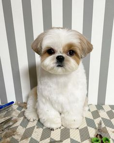 a small white and brown dog sitting on top of a checkered floor next to scissors