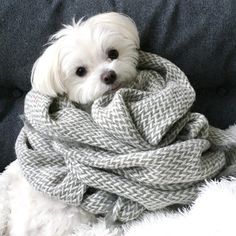 a small white dog wearing a scarf on top of a couch next to a pillow