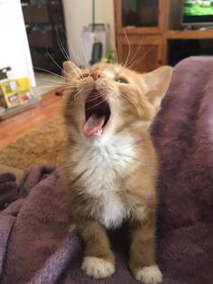 an orange and white kitten yawns while sitting on a purple blanket with its mouth open