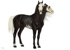 a black and white horse with long manes standing next to each other on a white background