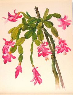 a drawing of pink flowers on a white background