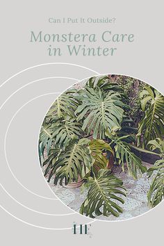 an image of a plant with the words can't put outside? monstera care in winter