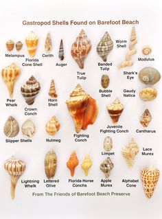 an image of various seashells found on barefoot beach in the united states poster