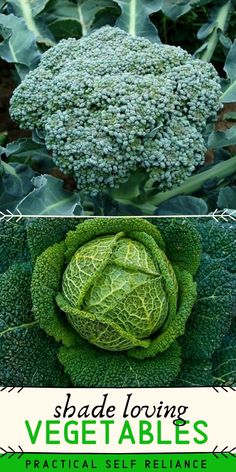 there are two pictures of broccoli and cabbage in the same picture, one is green