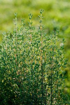 a bush with green leaves in the foreground and blurry grass in the background