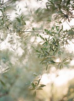 an olive tree branch with green leaves in the sunlight