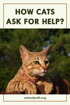 a cat sitting on top of a wooden fence with the words how cats ask for help?