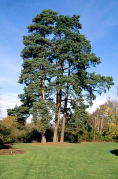 a large tree sitting in the middle of a lush green park