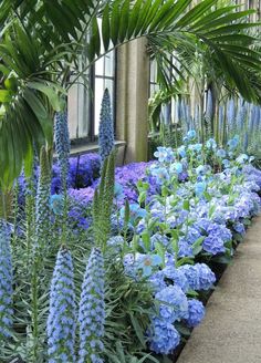 blue flowers line the side of a building