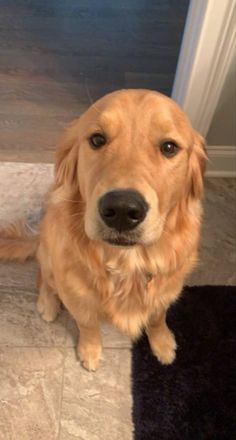 a golden retriever dog sitting on the floor looking at the camera with an intense look