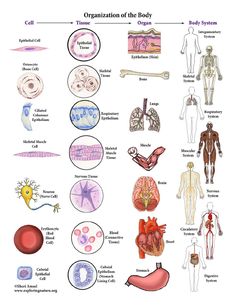 diagram of organ systems and their functions in the body for kids to use as an info sheet