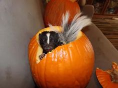 a skunky squirrel in a pumpkin with feathers sticking out of it's mouth