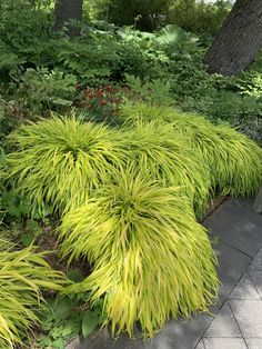 some very pretty green plants in the grass