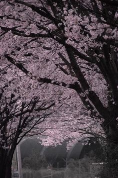 the trees are blooming in the park