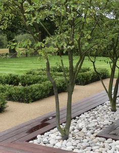 some trees and rocks in the middle of a garden