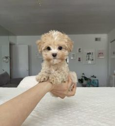 a person holding a small dog on top of a bed in a room with white walls